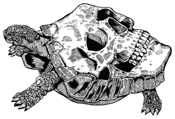 tortoiselow